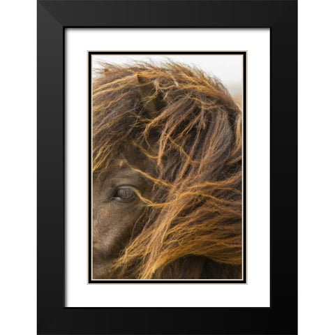Europe, Iceland Icelandic horses head Black Modern Wood Framed Art Print with Double Matting by Illg, Cathy and Gordon