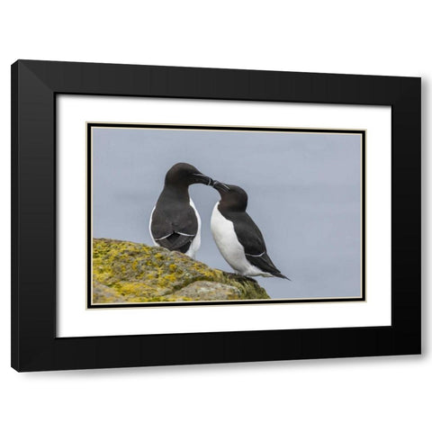 Iceland, Latrabjarg Razorbills in courtship Black Modern Wood Framed Art Print with Double Matting by Illg, Cathy and Gordon