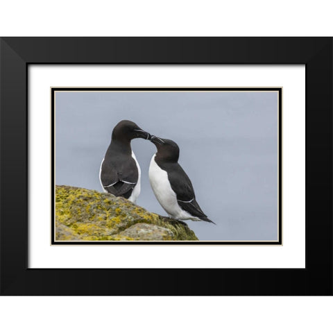 Iceland, Latrabjarg Razorbills in courtship Black Modern Wood Framed Art Print with Double Matting by Illg, Cathy and Gordon