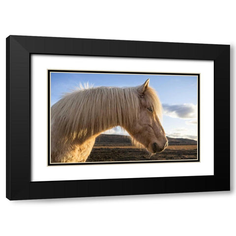 Iceland Portrait of Icelandic horse Black Modern Wood Framed Art Print with Double Matting by Young, Bill
