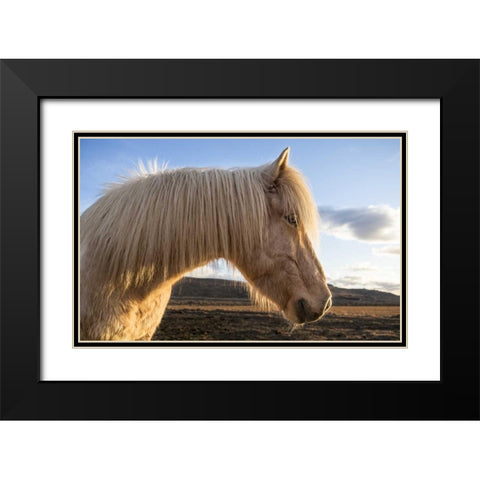 Iceland Portrait of Icelandic horse Black Modern Wood Framed Art Print with Double Matting by Young, Bill