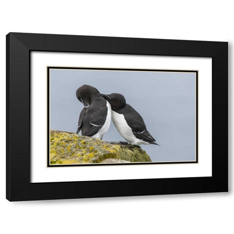 Iceland, Latrabjarg Razorbills courting Black Modern Wood Framed Art Print with Double Matting by Illg, Cathy and Gordon