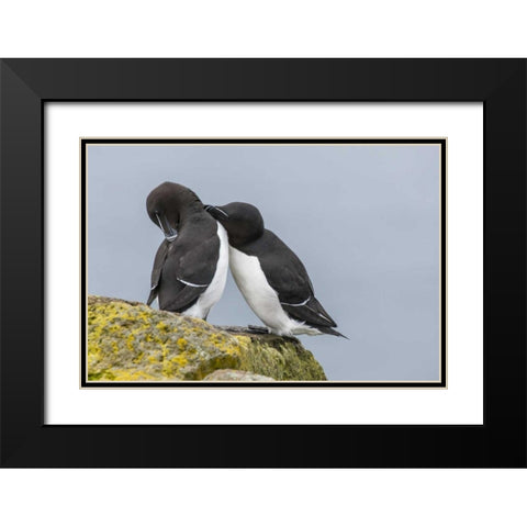 Iceland, Latrabjarg Razorbills courting Black Modern Wood Framed Art Print with Double Matting by Illg, Cathy and Gordon