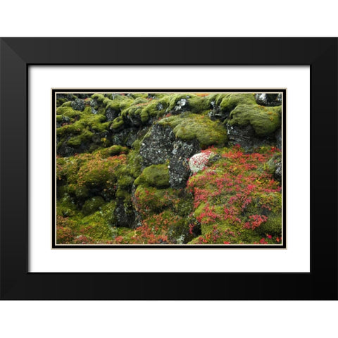 Iceland, Pingvellir NP Moss-covered rocks Black Modern Wood Framed Art Print with Double Matting by Kirkland, Dennis