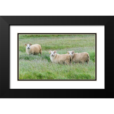 Sheep on the meadow-Iceland Black Modern Wood Framed Art Print with Double Matting by Su, Keren