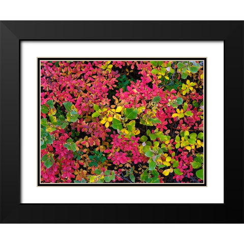 Colorful autumn forest at Lake Myvatn. Europe- Iceland Black Modern Wood Framed Art Print with Double Matting by Zwick, Martin