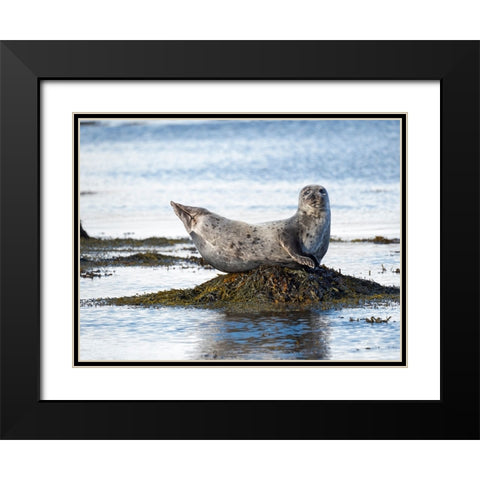 Harbor Seal near Djupavik in Iceland.-Strandir. Europe- Iceland Black Modern Wood Framed Art Print with Double Matting by Zwick, Martin