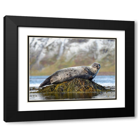Harbor Seal near Djupavik in Iceland.-Strandir. Europe- Iceland Black Modern Wood Framed Art Print with Double Matting by Zwick, Martin