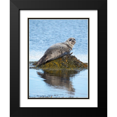 Harbor Seal near Djupavik in Iceland.-Strandir. Europe- Iceland Black Modern Wood Framed Art Print with Double Matting by Zwick, Martin