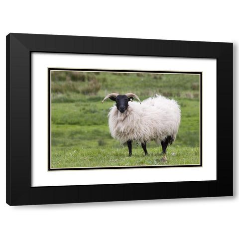 Ireland, Westport A sheep in the countryside Black Modern Wood Framed Art Print with Double Matting by Kaveney, Wendy