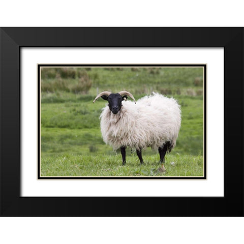 Ireland, Westport A sheep in the countryside Black Modern Wood Framed Art Print with Double Matting by Kaveney, Wendy