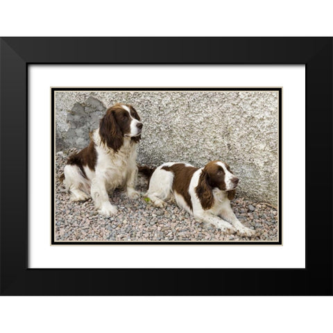 Ireland, Donegal Two Springer spaniel dogs Black Modern Wood Framed Art Print with Double Matting by Kaveney, Wendy