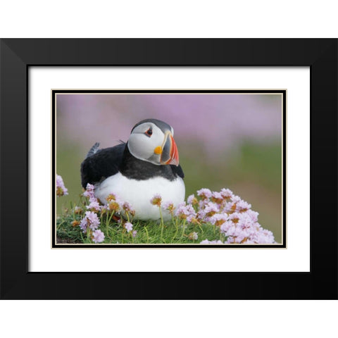 Ireland, Saltee Isl Atlantic puffin and flowers Black Modern Wood Framed Art Print with Double Matting by Morris, Arthur