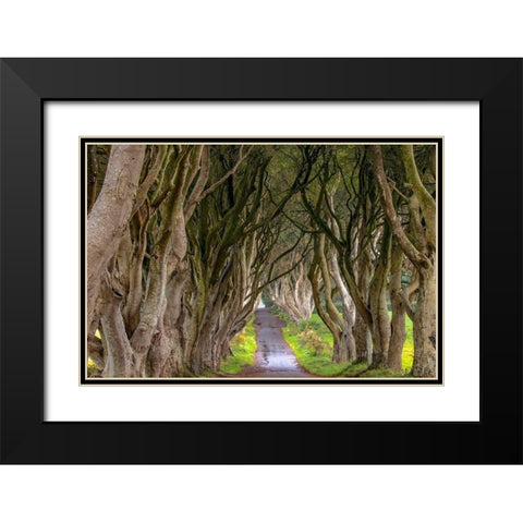 The Dark Hedges in Northern Ireland Black Modern Wood Framed Art Print with Double Matting by Haney, Chuck
