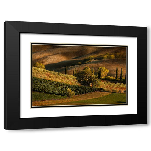 Afternoon light on vineyard and olive trees-Tuscany region of Italy Black Modern Wood Framed Art Print with Double Matting by Jones, Adam