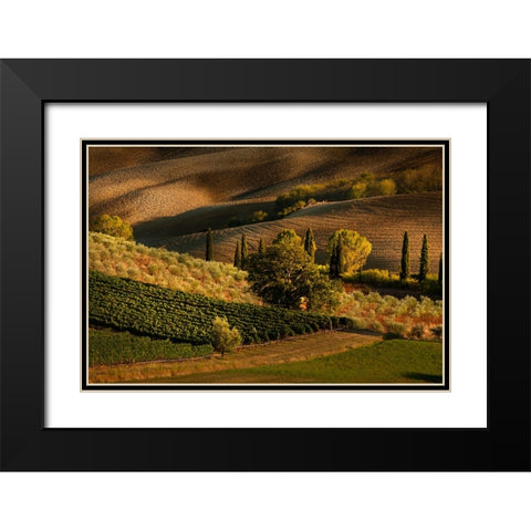 Afternoon light on vineyard and olive trees-Tuscany region of Italy Black Modern Wood Framed Art Print with Double Matting by Jones, Adam