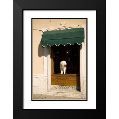 Italy, Cinque Terre, Monterosso A white dog Black Modern Wood Framed Art Print with Double Matting by Kaveney, Wendy