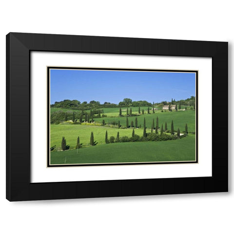 Italy, Tuscany Cypress trees line road to villa Black Modern Wood Framed Art Print with Double Matting by Flaherty, Dennis