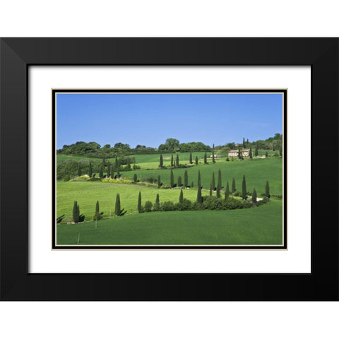 Italy, Tuscany Cypress trees line road to villa Black Modern Wood Framed Art Print with Double Matting by Flaherty, Dennis