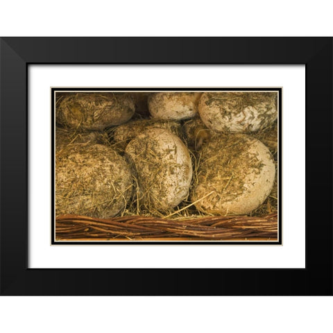 Italy, Tuscany Cheese being seasoned in hay Black Modern Wood Framed Art Print with Double Matting by Flaherty, Dennis