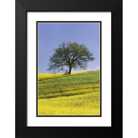 Italy, Tuscany Lone oak tree amid canola plants Black Modern Wood Framed Art Print with Double Matting by Flaherty, Dennis