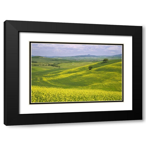 Italy, Tuscany Canola plants in the Val dOrcia Black Modern Wood Framed Art Print with Double Matting by Flaherty, Dennis