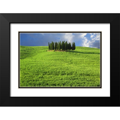 Italy, Tuscany Group of cypress trees Black Modern Wood Framed Art Print with Double Matting by Flaherty, Dennis