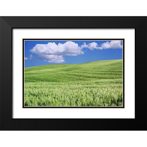 Italy, Tuscany Landscape of a wheat field Black Modern Wood Framed Art Print with Double Matting by Flaherty, Dennis