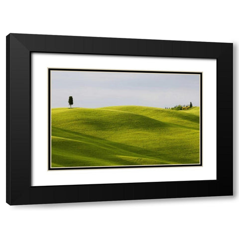 Italy, Tuscany Cypress tree and wheat fields Black Modern Wood Framed Art Print with Double Matting by Bush, Marie