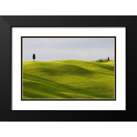 Italy, Tuscany Cypress tree and wheat fields Black Modern Wood Framed Art Print with Double Matting by Bush, Marie