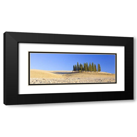 Italy, Tuscany Cypress grove panoramic Black Modern Wood Framed Art Print with Double Matting by Delisle, Gilles