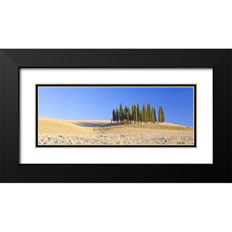 Italy, Tuscany Cypress grove panoramic Black Modern Wood Framed Art Print with Double Matting by Delisle, Gilles