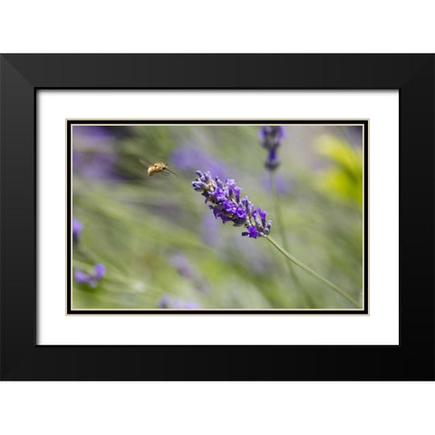 Italy, Tuscany Bee fly and lavender flower Black Modern Wood Framed Art Print with Double Matting by Delisle, Gilles