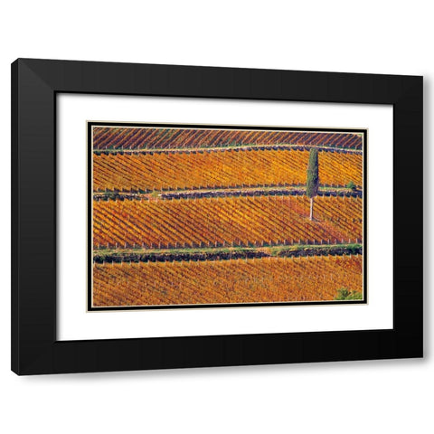 Europe-Italy-Tuscany-Vineyard in fall color and cypress tree Black Modern Wood Framed Art Print with Double Matting by Jaynes Gallery