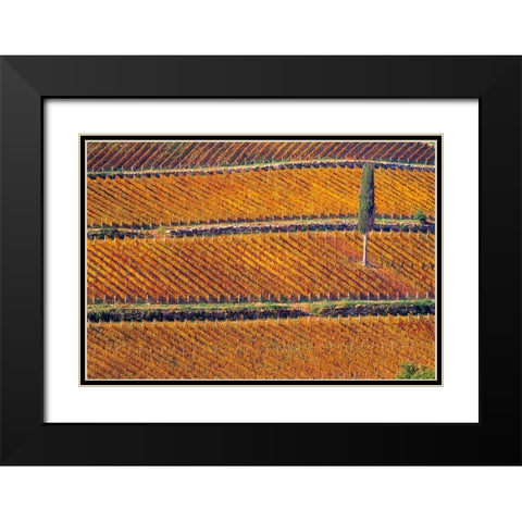 Europe-Italy-Tuscany-Vineyard in fall color and cypress tree Black Modern Wood Framed Art Print with Double Matting by Jaynes Gallery