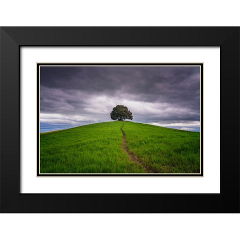 Europe-Italy-Tuscany-Val d Orcia-Trail to lone tree in farmland Black Modern Wood Framed Art Print with Double Matting by Jaynes Gallery