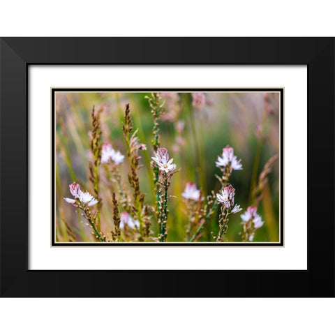 Messina Province-Caronia Wild flowers in a field near the medieval town of Caronia Black Modern Wood Framed Art Print with Double Matting by Wilson, Emily