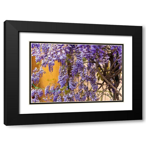 Messina Province-Tripi Wisteria flowers hanging in the medieval hilltop town of Tripi Black Modern Wood Framed Art Print with Double Matting by Wilson, Emily