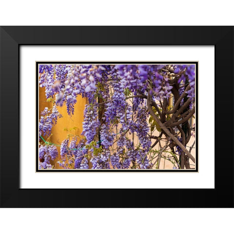 Messina Province-Tripi Wisteria flowers hanging in the medieval hilltop town of Tripi Black Modern Wood Framed Art Print with Double Matting by Wilson, Emily