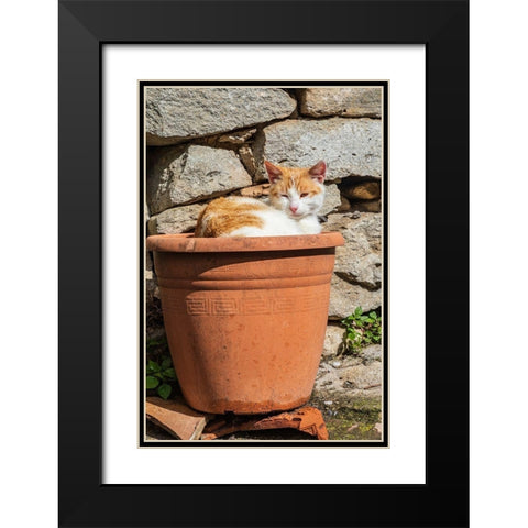 Messina Province-Montalbano Elicona Orange and white cat in terra cotta planter pot Black Modern Wood Framed Art Print with Double Matting by Wilson, Emily