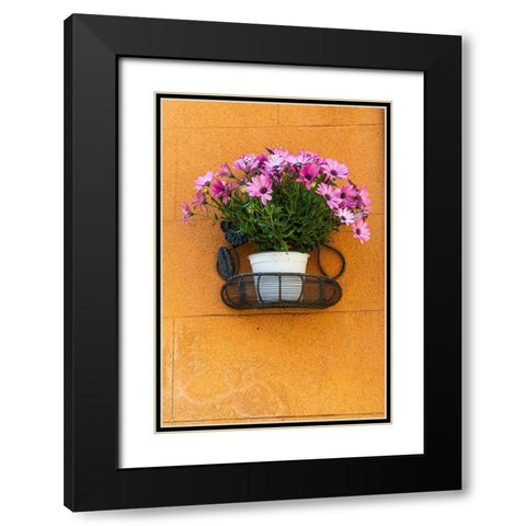 Trapani Province-Erice A pot of African Daisy flowers on wall in the ancient hill town of Erice Black Modern Wood Framed Art Print with Double Matting by Wilson, Emily