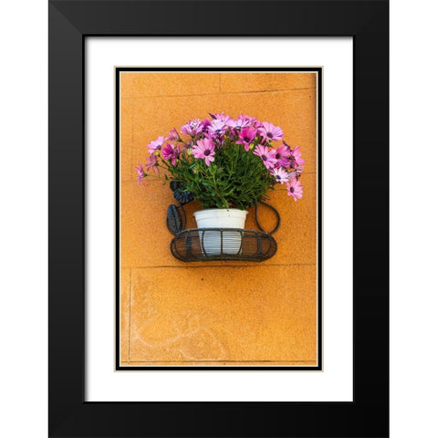 Trapani Province-Erice A pot of African Daisy flowers on wall in the ancient hill town of Erice Black Modern Wood Framed Art Print with Double Matting by Wilson, Emily