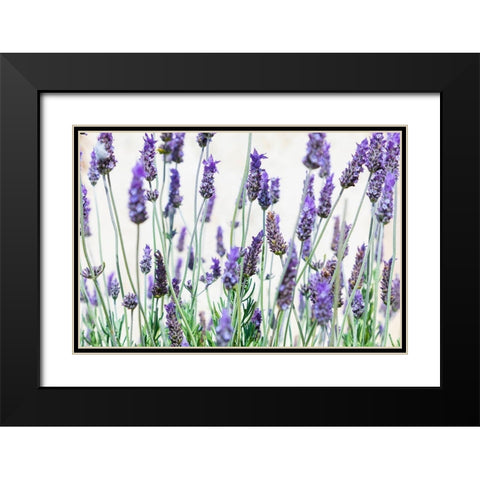 Lavender flowers on a white background Black Modern Wood Framed Art Print with Double Matting by Wilson, Emily