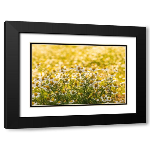 Field of chamomile Black Modern Wood Framed Art Print with Double Matting by Wilson, Emily