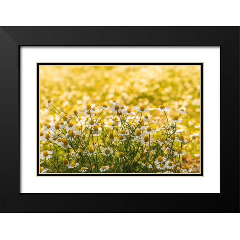 Field of chamomile Black Modern Wood Framed Art Print with Double Matting by Wilson, Emily
