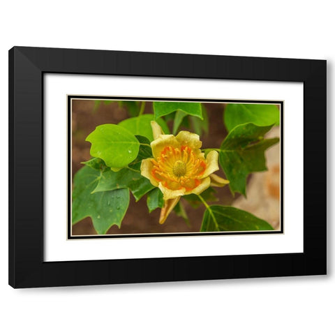 Italy-Apulia Yellow flower showing petals-stamen-and pistil Black Modern Wood Framed Art Print with Double Matting by Wilson, Emily