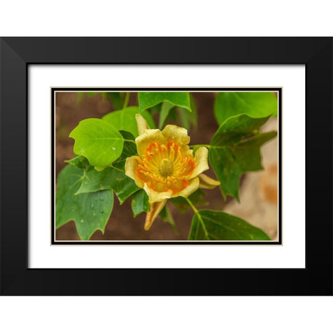 Italy-Apulia Yellow flower showing petals-stamen-and pistil Black Modern Wood Framed Art Print with Double Matting by Wilson, Emily