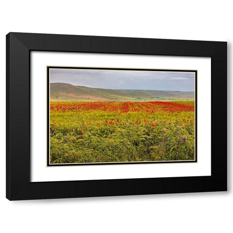 Italy-Apulia-Metropolitan City of Bari-Gravina in Puglia Large field of barley and poppies Black Modern Wood Framed Art Print with Double Matting by Wilson, Emily