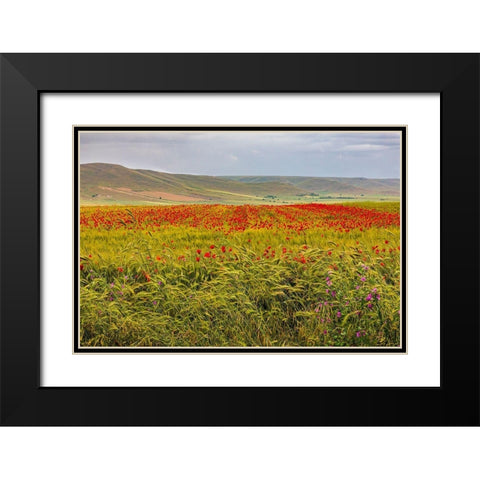Italy-Apulia-Metropolitan City of Bari-Gravina in Puglia Large field of barley and poppies Black Modern Wood Framed Art Print with Double Matting by Wilson, Emily