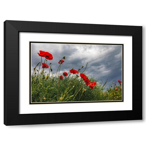 Italy-Apulia-Province of Taranto-Laterza Poppies against a stormy sky Black Modern Wood Framed Art Print with Double Matting by Wilson, Emily